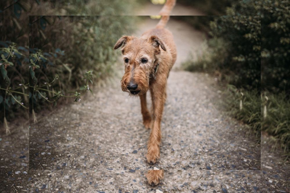 alter Hund geht einen Weg entlang Tierkörperverwertung / Eine Alternative zur Tierbestattung? / Tierkrematorium Lebring / Tierbestattung Österreich